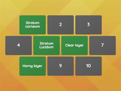 Layers of the skin matching task - Latin