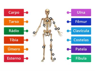 Sistema Esquelético - Ricarti