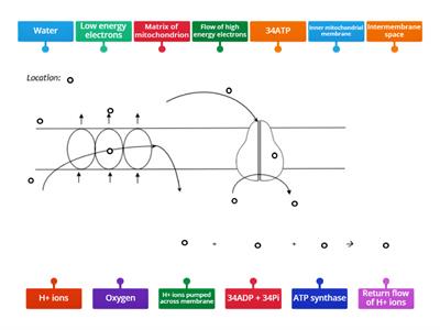 2.2 Electron Transport Chain