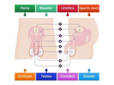 Human male reproductive system 