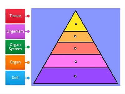 Levels of Organization 1