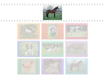 Háziállatok párositó