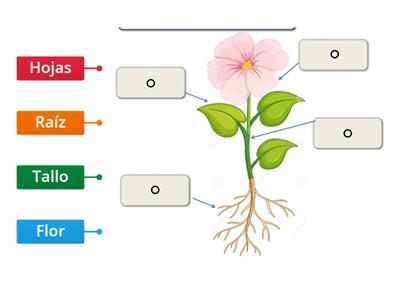 Plantas | Ciencia Ambiente | Camila Trujillo