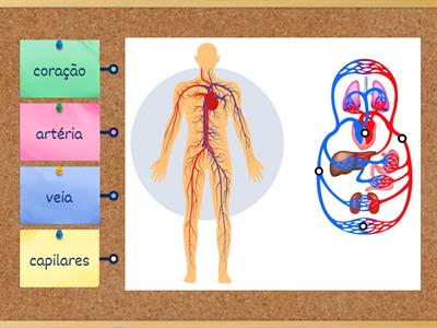 Sistema circulatório