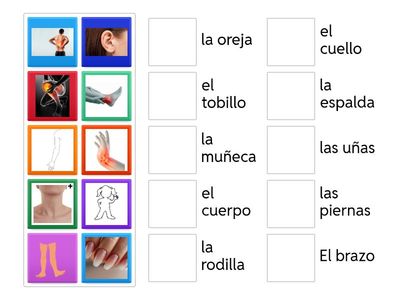 Las partes del cuerpo 2