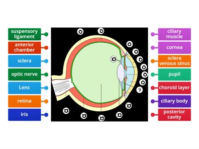 Eye anatomy