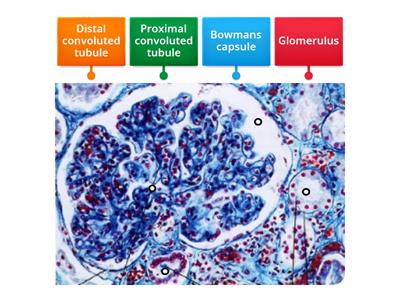 Nephron micrograph labelling