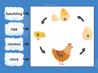  Life Cycle of a Chicken 