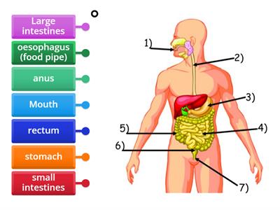 Label the digestive system