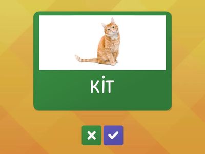 Super Minds 1 Animals