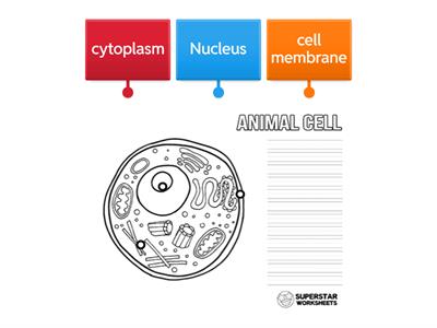 Animal Cell