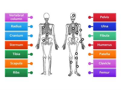 Label the skeleton Front & Back view