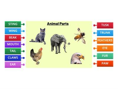 Animal Parts