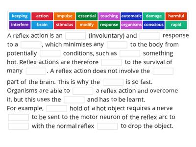 Reflex Arcs And Synapses