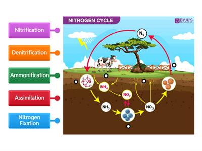 Advanced Nitrogen Cycle Vocabulary