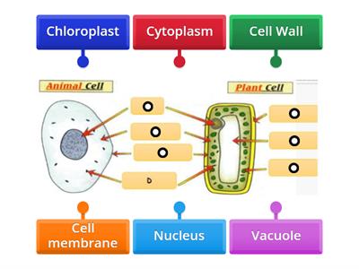 Labelling cells