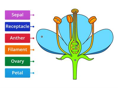 Parts of a Flower