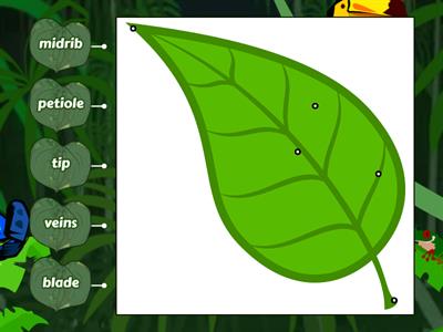 Parts of a leaf