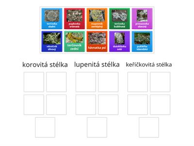 lišejníky - typy stélky