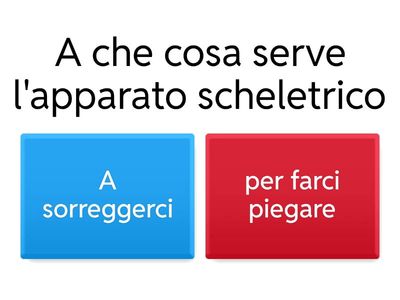 apparato scheletrico