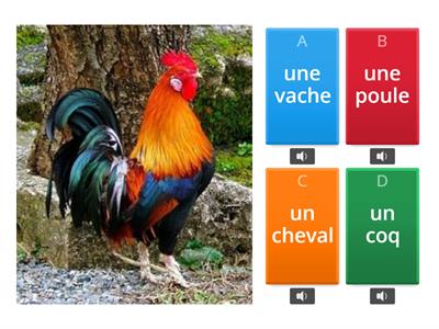 Les animaux (lecture + audio) P1 L2