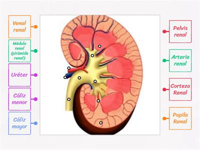 Anatomía de los riñones- una según corresponda