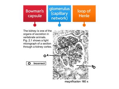 Kidney cortex diagram