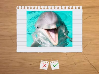 Spotlight 4 - At the Zoo - p.58