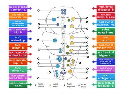 Organizarea materiei cenușii în trunchiul cerebral