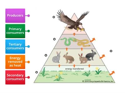 Energy Pyramid