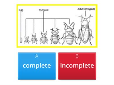 Complete and Incomplete Metamophosis and Life Cycles