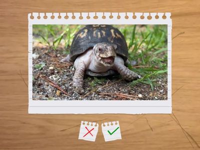 Флаш карти- групиране на животните