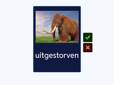 het skelet NT2 | flashcards