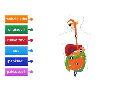 Ruuansulatuselimistön osat, Tarinavuori Ymmärrän ymppää