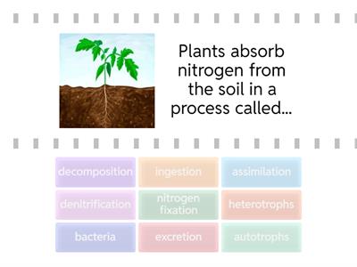 Nitrogen Cycle Vocabulary