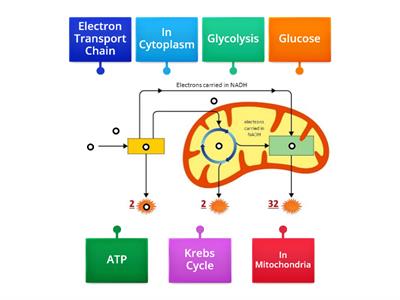 Cellular Respiration Diagram