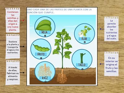 ÓRGANO DE UNA PLANTA Y SUS FUNCIONES.