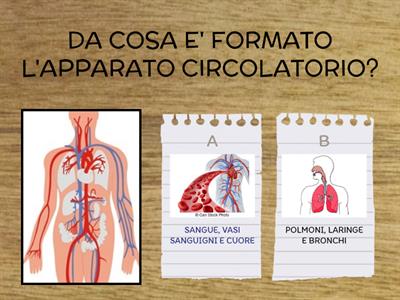 APPARATO CIRCOLATORIO