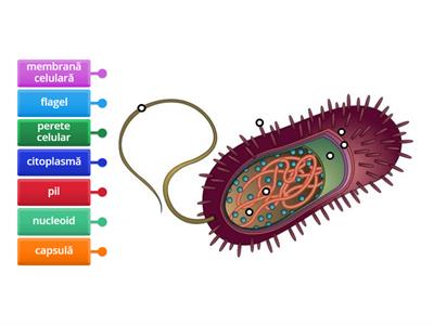 Alcătuirea unei bacterii