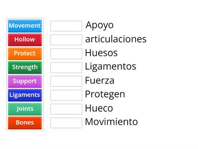 The skeletal system vocabulary