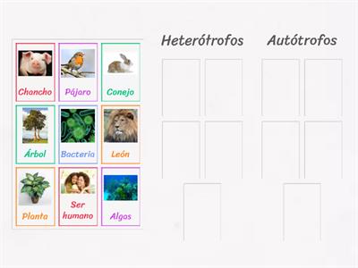 Seres vivos heterótrofos y autótrofos