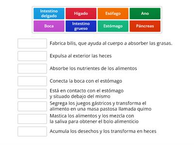 Las partes del aparato digestivo y su función