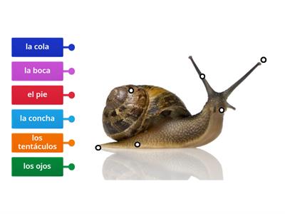  Las partes del caracol 2023