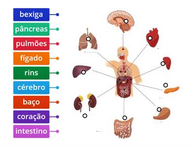 Corpo humano ( interior)