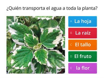 LA PLANTA