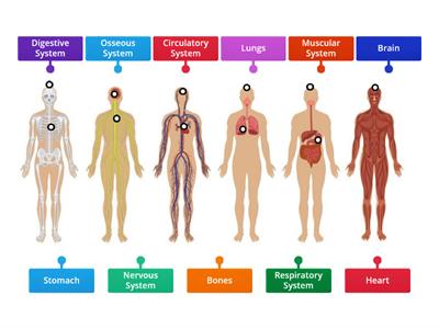 Human Body Systems