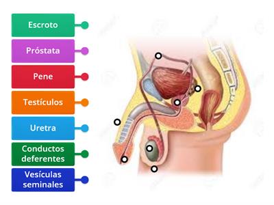 Anatomía del aparato reproductor masculino