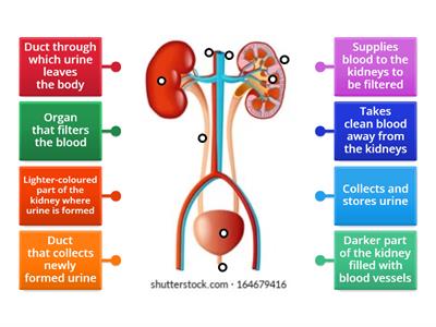 Urinary System - Level 2