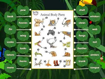 Animal Body Parts