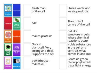 Organelles